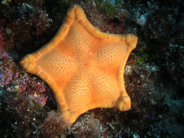  Stelle marine 